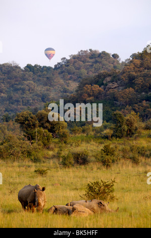 Gruppe der weißen Nashörner und Ballon, Pilanesberg National Park, Sun City, Südafrika, Afrika Stockfoto