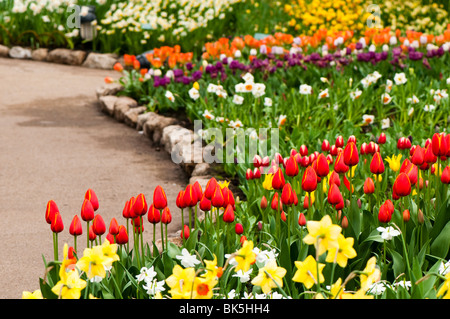 Gemischte Tulpen und Narzissen Display im Mittelmeer Biom bei The Eden Project in Cornwall im Frühjahr Stockfoto