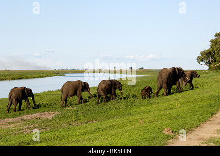 Elefanten im Fluss Bank, Chobe Nationalpark, Botswana, Afrika Stockfoto