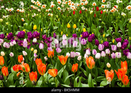 Gemischte Tulpen und Narzissen Display im Mittelmeer Biom bei The Eden Project in Cornwall im Frühjahr Stockfoto