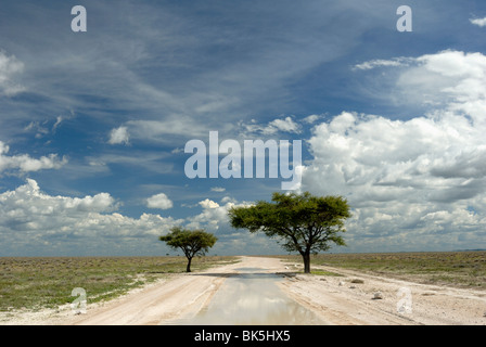 Sandweg durch die Pfanne, Etosha Nationalpark, Namibia, Afrika Stockfoto