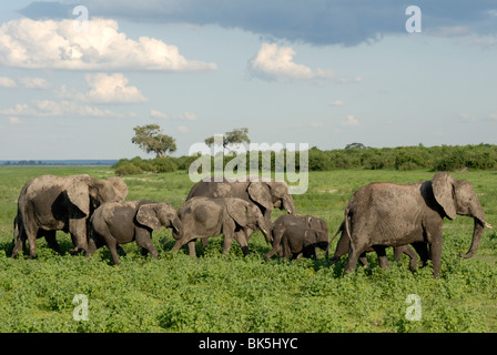 Gruppe von Elefanten nach Schlammbad, Chobe Nationalpark, Botswana, Afrika Stockfoto