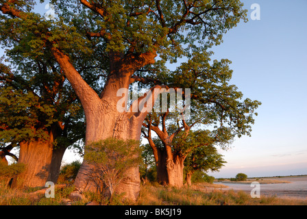 Baines Baobabs, Nxai Pan, Botswana, Afrika Stockfoto