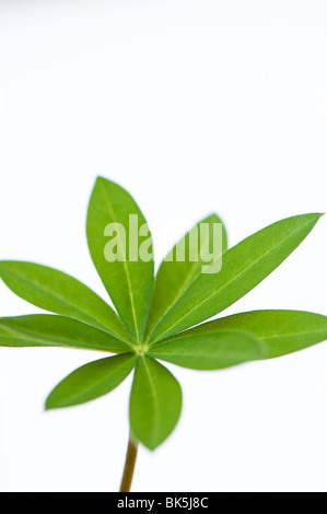 Blatt aus einer Lupine "Galerie Blue" Anlage Stockfoto