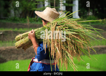 Reisbauer in Thailand, Südostasien, Asien Stockfoto