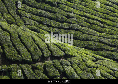Ansicht der BOH-Teeplantage, Cameron Highlands, Malaysia, Südostasien, Asien Stockfoto