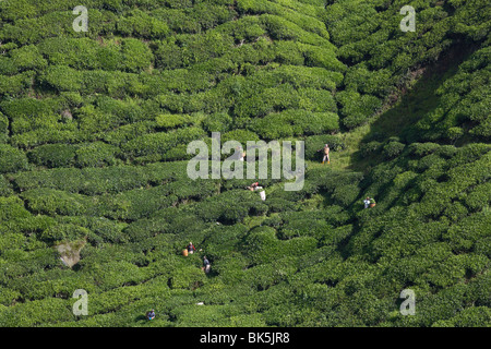 Ansicht der BOH-Teeplantage, Cameron Highlands, Malaysia, Südostasien, Asien Stockfoto
