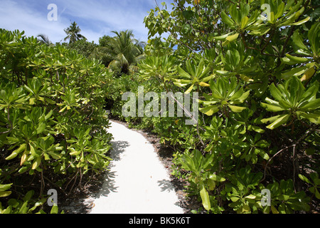 Weg am Strand, Malediven, Indischer Ozean, Asien Stockfoto
