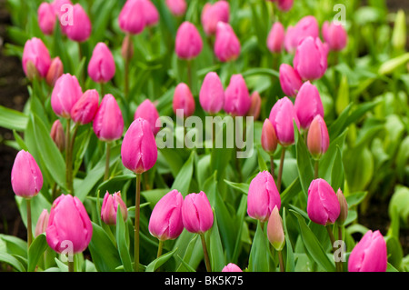 Tulpe "Happy Family" in voller Blüte im The Eden Project Stockfoto