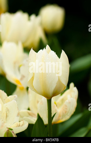 Tulpe 'Purissima' in voller Blüte bei The Eden Project Stockfoto