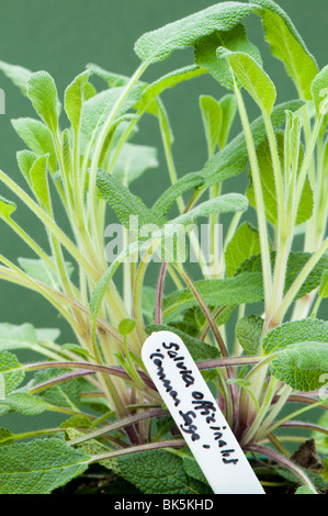 Nahaufnahme eines gemeinsamen weisen, Savlia Officinalis, Pflanze Stockfoto