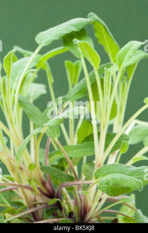 Nahaufnahme eines gemeinsamen weisen, Savlia Officinalis, Pflanze Stockfoto