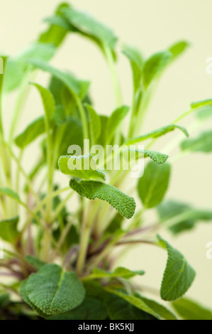 Nahaufnahme eines gemeinsamen weisen, Savlia Officinalis, Pflanze Stockfoto