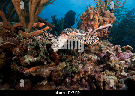 Atlantische Karettschildkröte (Eretmochelys Imbricata Imbricata) schwimmen über ein tropisches Korallenriff, Bonaire Niederländische Antillen. Stockfoto