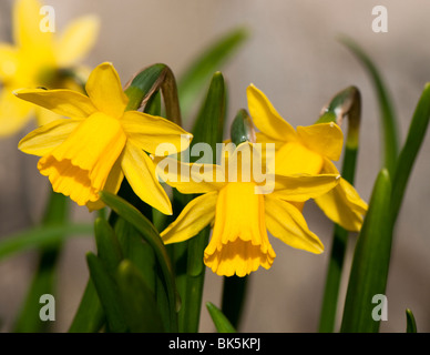 Nahaufnahme von einem Zwerg Daffodil Tete-a-Tete in Blüte Stockfoto