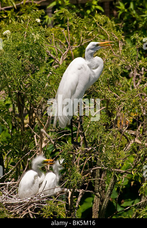 Silberreiher am Nest mit Küken Stockfoto