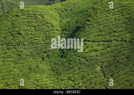 Ansicht der BOH-Teeplantage in Cameron Highlands, Malaysia, Südostasien, Asien Stockfoto