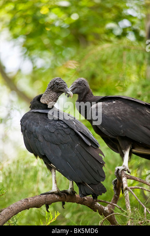 Mönchsgeier thront im Baum Florida USA Stockfoto