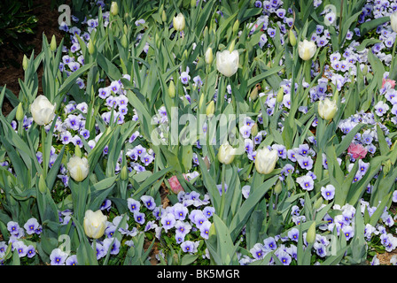 Blumenbeet Tulpen und Stiefmütterchen blühen im Arboretum-Park Dallas, Texas Stockfoto