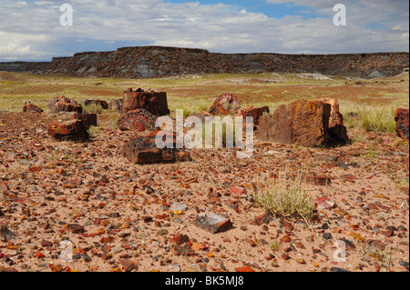 Versteinerte Bäume Stamm im Petrified Forest National Park, Arizona, USA Stockfoto