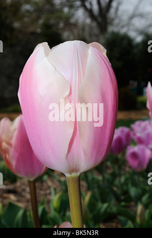 Rosa Tulpe im Arboretum-Park Dallas, Texas Stockfoto