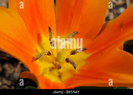 Herzen der eine orangefarbene Tulpe im Arboretum-Park Dallas, Texas Stockfoto