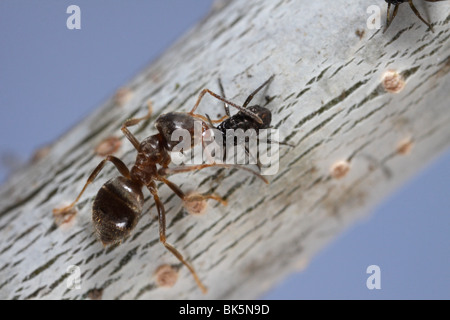 Ameisen (Lasius Niger, schwarze Garten Ameise) tendenziell Blattläuse (manchmal Roboris) auf einer Eiche Stockfoto