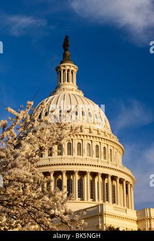 US Capitol Building mit blühenden Kirschbäume Bäume im Frühling, Washington DC USA Stockfoto