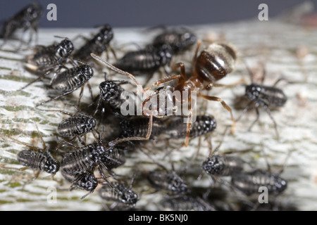 Ameisen (Lasius Niger, schwarze Garten Ameise) tendenziell Blattläuse (manchmal Roboris) auf einer Eiche Stockfoto