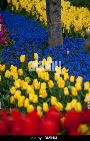 April ist die Tulpe Zeit im Skagit Valley, in der Nähe von Mount Vernon, Washington. Dies wurde während ihren Höhepunkt im RoozenGaarde Garten aufgenommen. Stockfoto