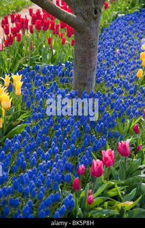 April ist die Tulpe Zeit im Skagit Valley, in der Nähe von Mount Vernon, Washington. Dies wurde während ihren Höhepunkt im RoozenGaarde Garten aufgenommen. Stockfoto