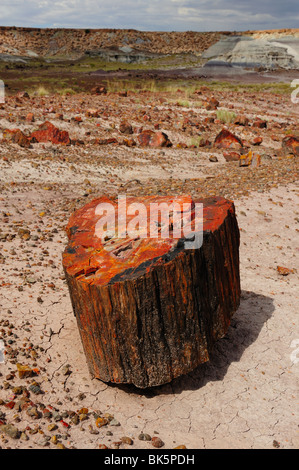 Abschnitt von einem versteinerten Baumstamm im Petrified Forest National Park, Arizona, USA Stockfoto
