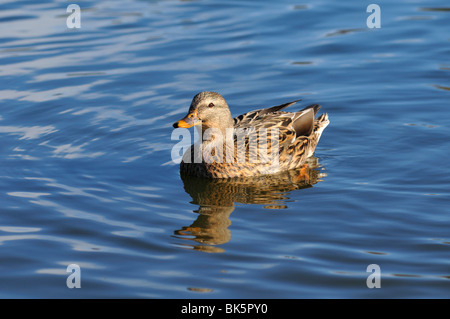 Stockente Stockfoto