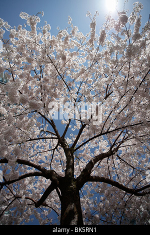 Kirschblüten, Coal Harbour, Vancouver, Britisch-Kolumbien, Kanada Stockfoto