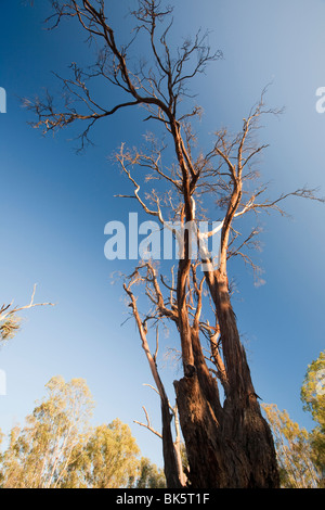 Red Gum Bäume sterben aufgrund der anhaltenden Dürre in der Nähe von Echuca, Australien. Stockfoto