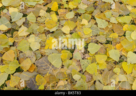 Blätter im Herbst, Nürnberg, Bayern, Deutschland Stockfoto