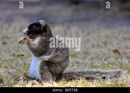 Fuchs, Eichhörnchen (Sciurus Niger), South Carolina Stockfoto