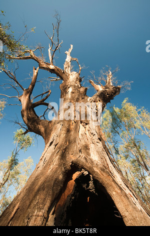 Red Gum Bäume sterben aufgrund der anhaltenden Dürre in der Nähe von Echuca, Australien. Stockfoto