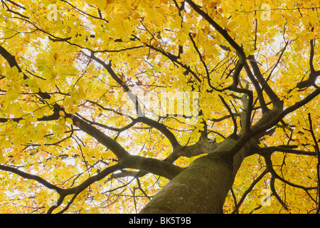 Buche im Herbst, Spessart, Bayern, Deutschland Stockfoto