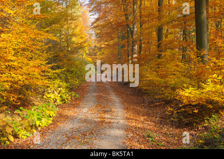 Buchenwald im Herbst, Spessart, Bayern, Deutschland Stockfoto