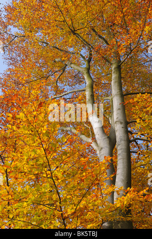 Buche im Herbst, Spessart, Bayern, Deutschland Stockfoto