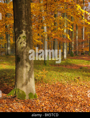 Buchenwald im Herbst, Spessart, Bayern, Deutschland Stockfoto