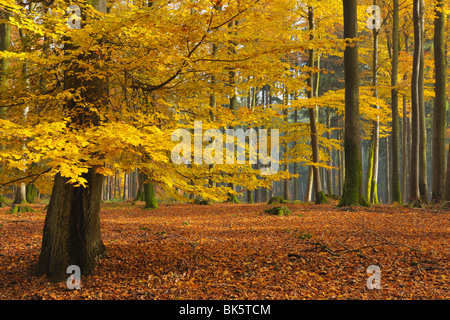 Buchenwald im Herbst, Spessart, Bayern, Deutschland Stockfoto