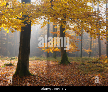 Buchenwald im Herbst, Spessart, Bayern, Deutschland Stockfoto