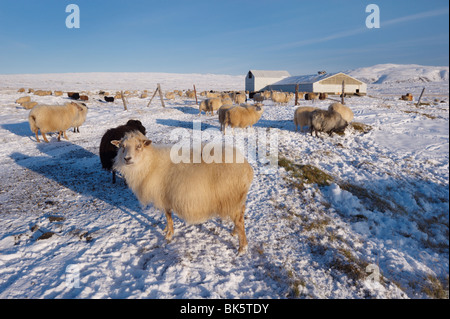 Isländische Schafe im Winter, Reykjanes Halbinsel in der Nähe von Krísuvík, Island, Polarregionen Stockfoto