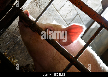 Stock Foto von einem Schwein in einer kommerziellen Landwirtschaft Einheit in Frankreich nehmen einen Schluck Wasser aus einem Hahn. Stockfoto