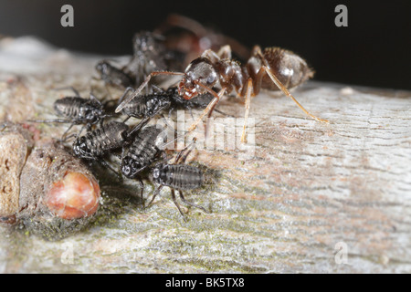 Ameisen (Lasius Niger, schwarze Garten Ameise) tendenziell Blattläuse (manchmal Roboris) auf einer Eiche. Die Ameise verteidigt die Blattläuse. Stockfoto