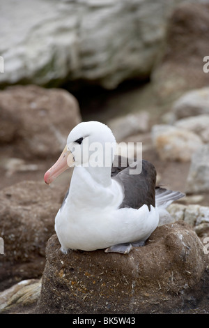 Black-browed Albatros (Diomedea Melanophris) am Nest, New Island, Falkland-Inseln, Südamerika Stockfoto