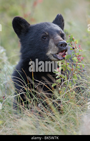Schwarzer Bär (Ursus Americanus) Cub Essen Saskatoon-Beeren, Waterton Lakes National Park, Alberta, Kanada, Nordamerika Stockfoto