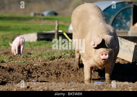 Stock Foto von einem Schwein Wallwoing im Schlamm auf einer Schweinefarm Freilandhaltung in Frankreich. Stockfoto
